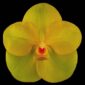 Fine Art Orchid Print Ascda Fuchs Angel Frost Michael FCC AOS Bloom by Kevin G Saunders