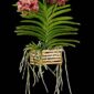 Fine Art Orchid Print Ascda Tony Viggiani Plant by Kevin G Saunders