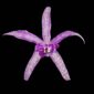 Fine Art Orchid Print Bc Makai Louise AM AOS Bloom by Kevin G Saunders