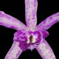 Fine Art Orchid Print Bc Makai Louise AM AOS Bloom Close by Kevin G Saunders