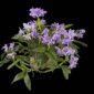 Fine Art Orchid Print Cattleya Portia coerulea 'Sir Jeremiah Coleman' Plant by Kevin G Saunders