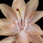 Fine Art Print Christmas Cactus Bloom Close by Kevin G Saunders