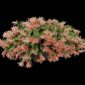Fine Art Print Christmas Cactus Plant by Kevin G Saunders