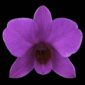Fine Art Orchid Print Dendrobium Compactum Bloom by Kevin G Saunders