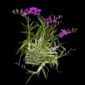 Fine Art Orchid Print Dendrobium Compactum Plant by Kevin G Saunders