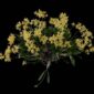Fine Art Orchid Print Dendrobium Yellow Plant by Kevin G Saunders