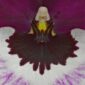 Fine Art Print Miltoniopsis Bloom Close by Kevin G Saunders