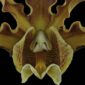 Fine Art Print Mrymecophila Brysiana Bloom Close by Kevin G Saunders