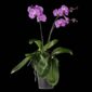 Fine Art Print Phalaenopsis Pantone Pink Plant by Kevin G Saunders