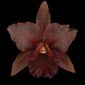 Fine Art Print Rhyncattleanthe Memoria Mario Lanza Bloom by Kevin G Saunders