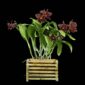 Fine Art Print Rhyncholaeliocattleya Memoria Mario Lanza Plant by Kevin G Saunders