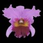 Fine Art Print Rhyncattleanthe Edwin Arthur Hausermann Bloom by Kevin G Saunders