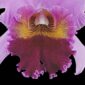 Fine Art Print Rhyncattleanthe Edwin Arthur Hausermann Bloom Close by Kevin G Saunders