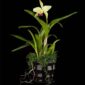 Fine Art Print Rhyncholaeliocattleya Greenwhich Elmhurst Plant by Kevin G Saunders