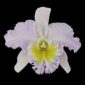 Fine Art Print Rhyncattleanthe Nina Consentida Bloom by Kevin G Saunders