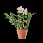 Fine Art Print Rhyncattleanthe Nina Consentida Plant by Kevin G Saunders