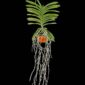 Fine Art Print Vanda Charlene Atkins Plant by Kevin G Saunders