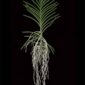 Fine Art Print of Vanda Pure Delight Plant by Kevin G Saunders