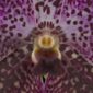 Fine Art Print Vanda Rosemary Fuller Bloom Close by Kevin G Saunders