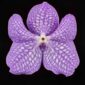 Fine Art Print Vanda Sansai Blue Bloom by Kevin G Saunders