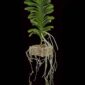 Fine Art Print of Vanda Sansai Blue Plant by Kevin G Saunders