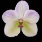 Fine Art Print Vanda Tang See Hang Cathy and Frank Burzik Bloom by Kevin G Saunders