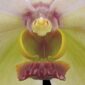 Fine Art Print Vanda Tang See Hang Cathy and Frank Burzik Bloom Close by Kevin G Saunders