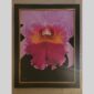 Photographic documentation of a physical, museum-grade orchid study and custom frame by Kevin G. Saunders. This close-up capture verifies the material texture and depth of the manual artistry produced at 107 Blue Star. Physical reality asset; not a digital mockup.