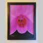 Photographic documentation of a physical, museum-grade orchid study and custom frame by Kevin G. Saunders. This close-up capture verifies the material texture and depth of the manual artistry produced at 107 Blue Star. Physical reality asset; not a digital mockup.