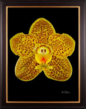 Ascda Kirk Hoo 'Yellow Dragon' - Bloom - Hyperrealistic Fine Art Print by Kevin G. Saunders, KGS Studios