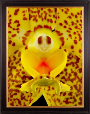Framed Fine Art Orchid Print Ascda Kirk Hoo Yellow Dragon Bloom Close by Kevin G Saunders