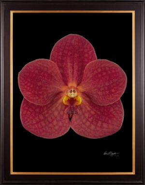 Framed Fine Art Orchid Print Ascda John de Biase Angela Bloom by Kevin G Saunders