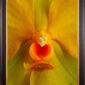 Framed Fine Art Orchid Print Ascda Fuchs Angel Frost Michael FCC AOS Bloom Close by Kevin G Saunders