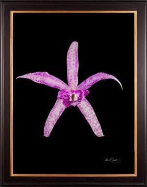 Framed Fine Art Orchid Print Bc Makai Louise AM AOS Bloom by Kevin G Saunders