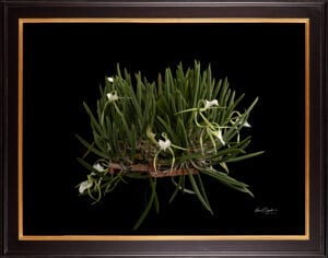 Framed Fine Art Print Brassavola Nodosa Plant by Kevin G Saunders