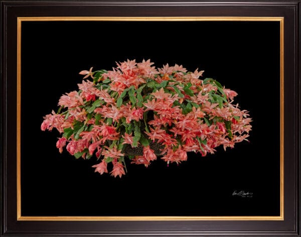 Framed Fine Art Print Christmas Cactus Plant by Kevin G Saunders