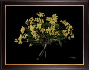 Framed Fine Art Orchid Print Dendrobium Yellow Plant by Kevin G Saunders