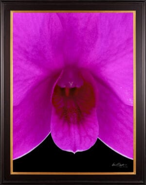 Framed Fine Art Orchid Print Dendrobium Compactum Bloom Close by Kevin G Saunders