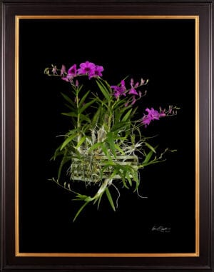Framed Fine Art Orchid Print Dendrobium Compactum Plant by Kevin G Saunders