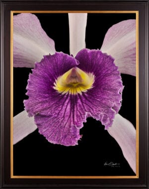Framed Fine Art Orchid Print Laeliocattleya C G Roebling Bloom Close by Kevin G Saunders
