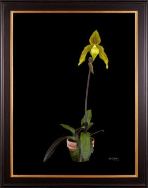 Framed Fine Art Print Paphiopedilum It's Doll Plant by Kevin G Saunders
