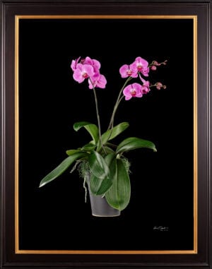 Framed Fine Art Print Phalaenopsis Pantone Pink Plant by Kevin G Saunders