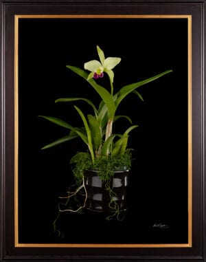 Framed Fine Art Print Rhyncholaeliocattleya Greenwhich Elmhurst Plant by Kevin G Saunders