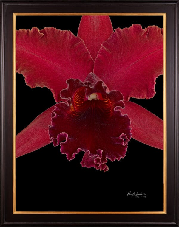 Framed Fine Art Print Rhyncattleanthe Sharon King Yuki Bloom Close by Kevin G Saunders