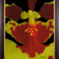 Framed Fine Art Print Tolu Golden Sunset Bloom Close 2 by Kevin G Saunders