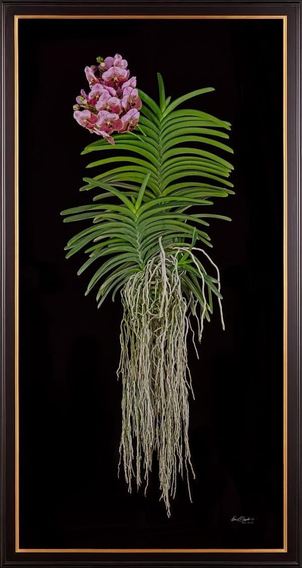 Framed Fine Art Print of Vanda Crownfox Velvet Plant by Kevin G Saunders
