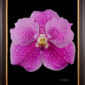 Framed Fine Art Print Vanda Pantone Pink Bloom by Kevin G Saunders