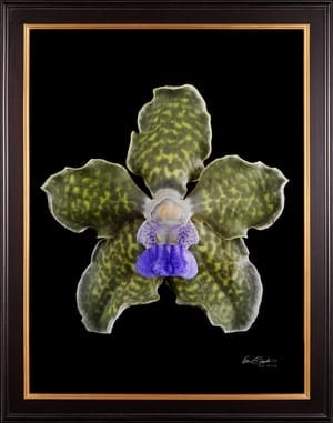 Framed Fine Art Print Vanda Tesselata Leopard Bloom by Kevin G Saunders