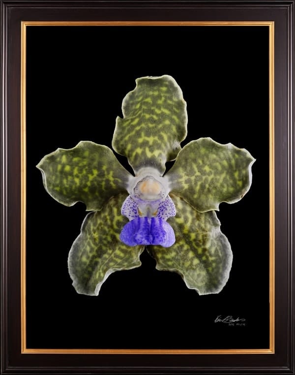 Vanda Tessellata Leopard Bloom Framed Fine Art Print Vanda Tesselata Leopard Bloom by Kevin G Saunders