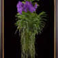 Framed Fine Art Print Vanda Thailand Beauty Blue Plant by Kevin G Saunders